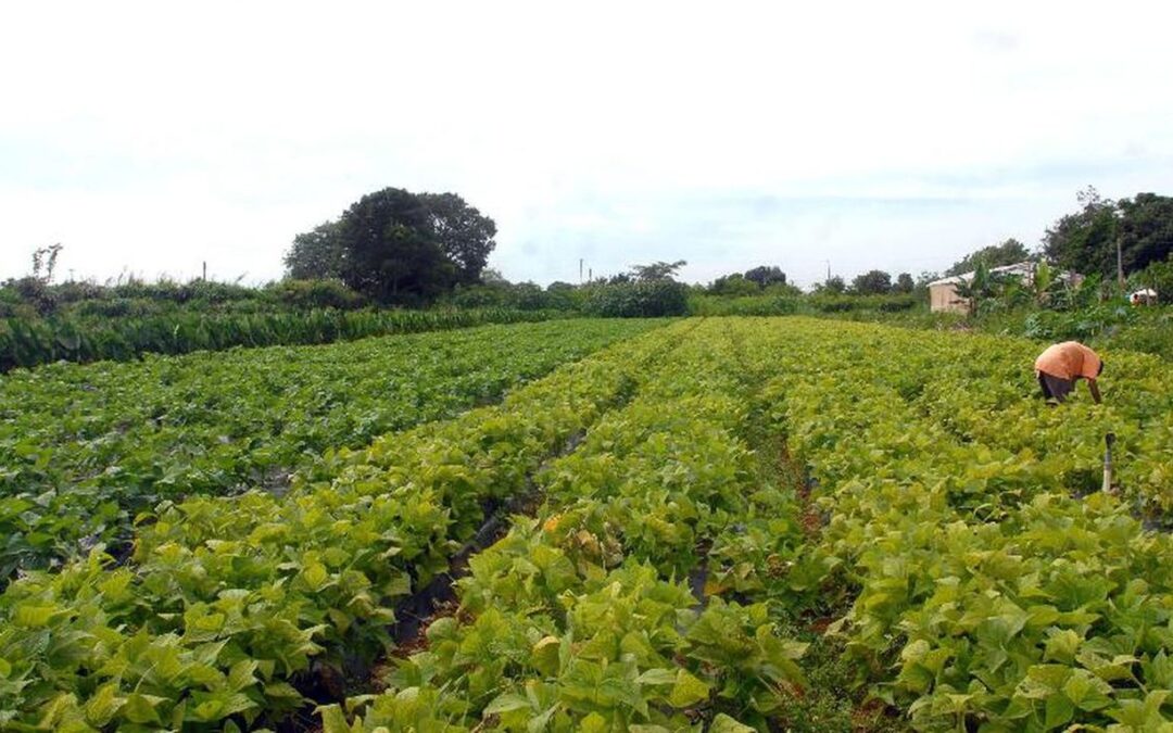 Conselho Monetário Nacional aumenta  limites de financiamento para a agricultura familiar