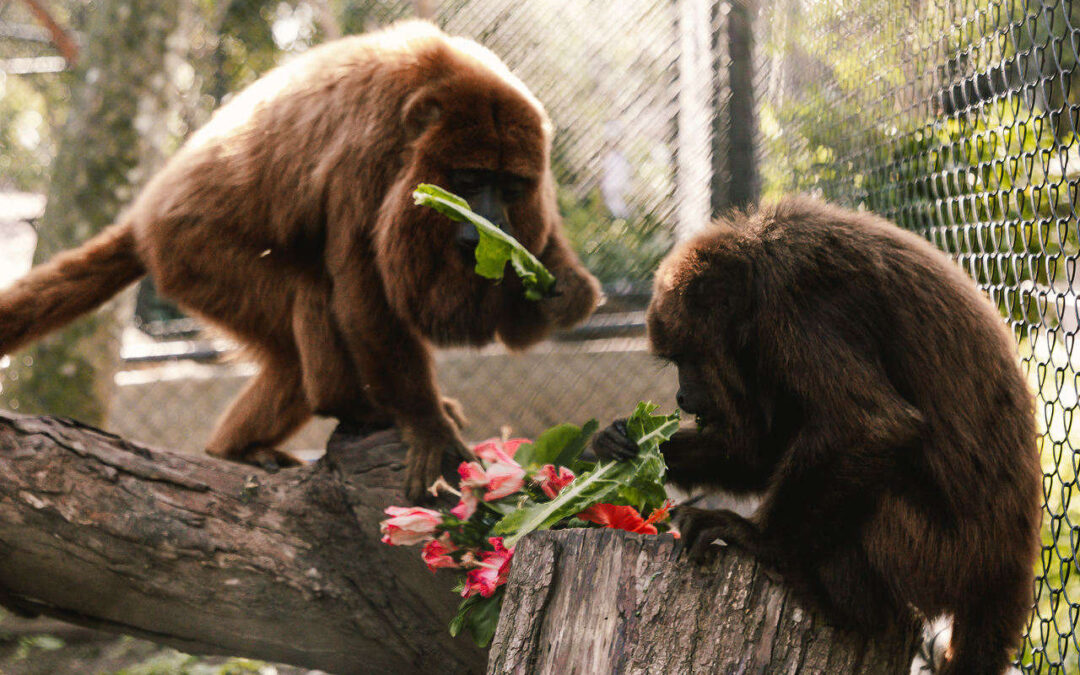 Zoologico de Canoas promove ação de Dia das Mães para os animais