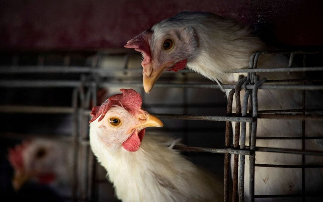 País em alerta: Brasil decreta emergência zoossanitária por causa da gripe aviária