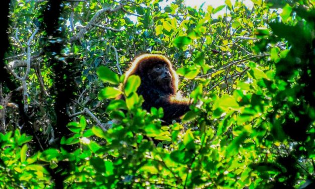 Equipe da Smamus devolve à natureza fêmea de bugio-ruivo resgatada na Zona Sul