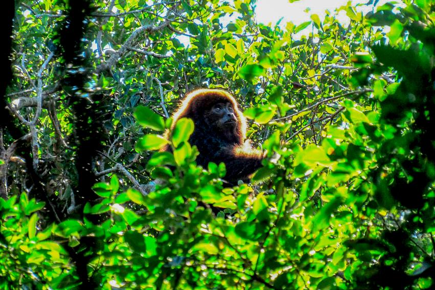 Equipe da Smamus devolve à natureza fêmea de bugio-ruivo resgatada na Zona Sul