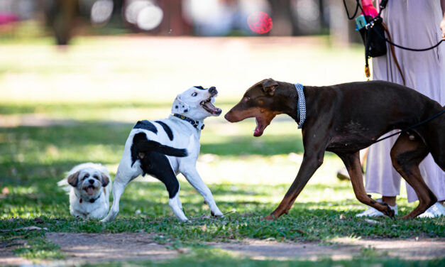 Projeto de Lei obriga veterinários a comunicaram a polícia quando atenderem animais maltratados em Porto Alegre