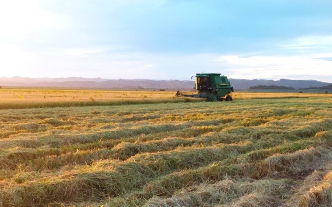 Artigo | Arroz no cenário global