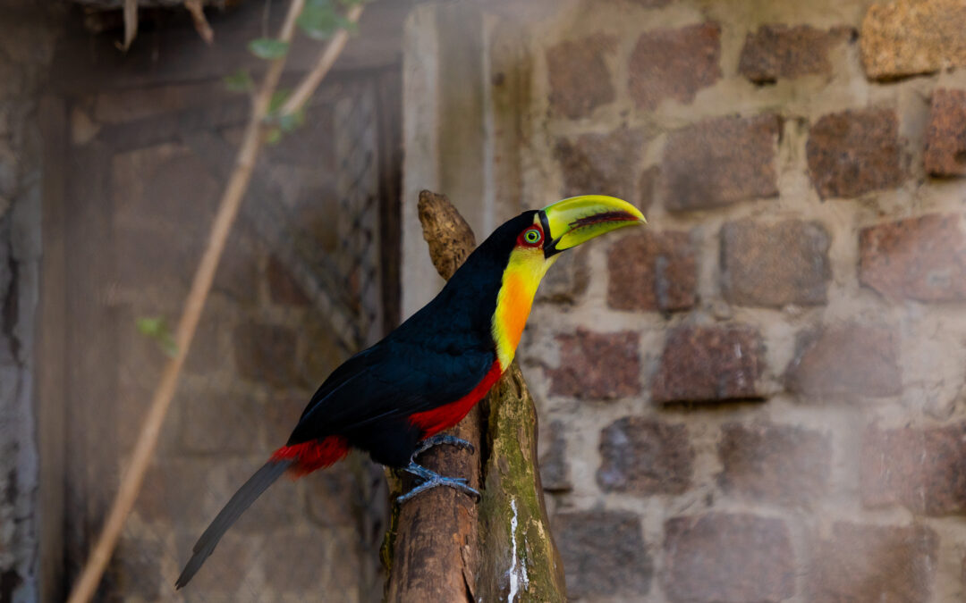 Tucano-de-bico-verde é resgatado em São Leopoldo