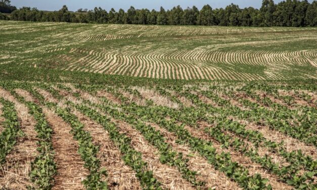 Agricultura: safra 2022/2023 alcança R$ 831 milhões em financiamento