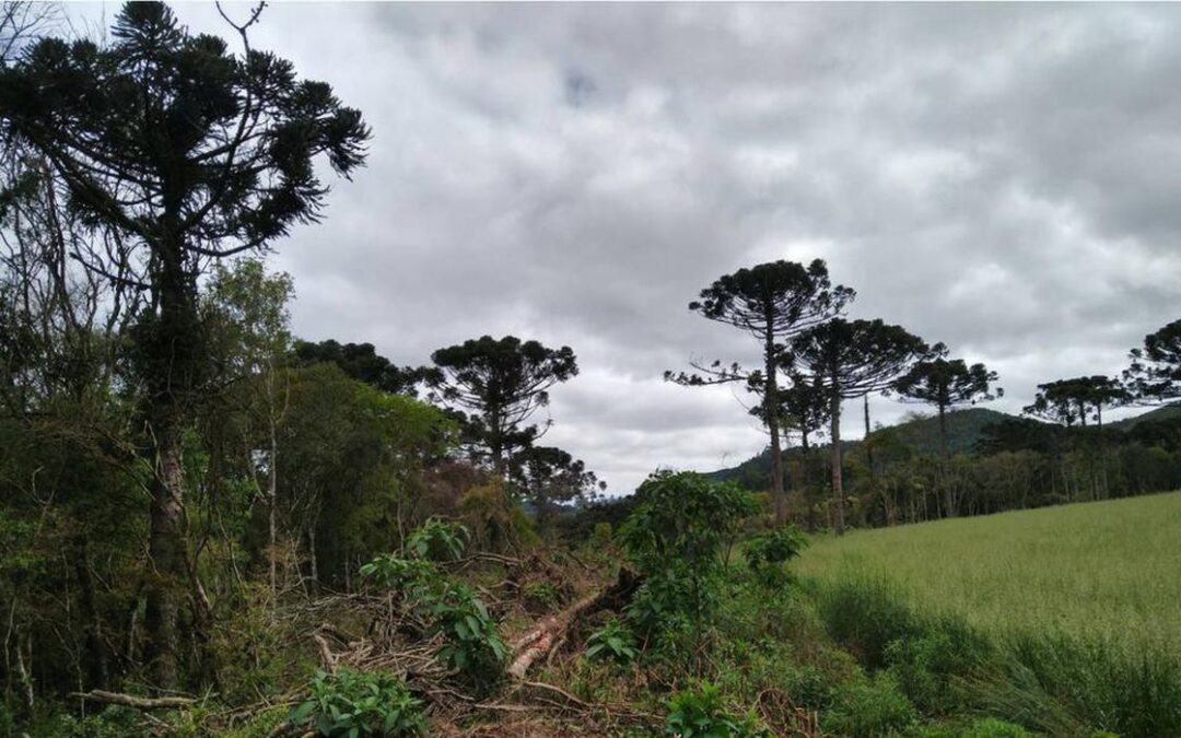 Ações ambientais ajudam na recuperação de 254 hectares de florestas