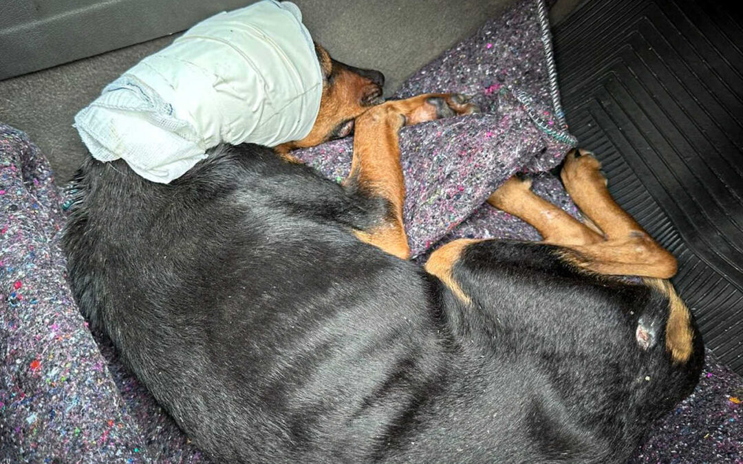 Sete cães são resgatados e homem é preso por maus-tratos em Porto Alegre