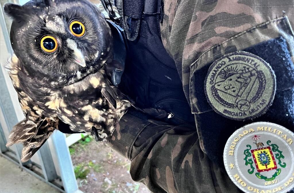 Batalhão Ambiental da Brigada Militar resgata em Gramado uma Coruja-diabo