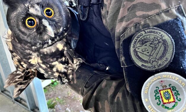 Batalhão Ambiental da Brigada Militar resgata em Gramado uma Coruja-diabo