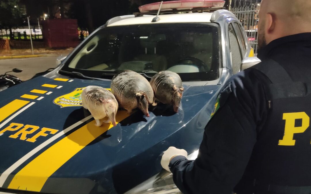 PRF prende motorista que carregava três tatus abatidos
