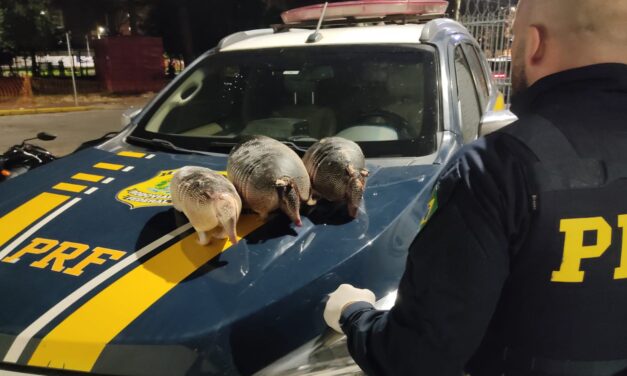 PRF prende motorista que carregava três tatus abatidos