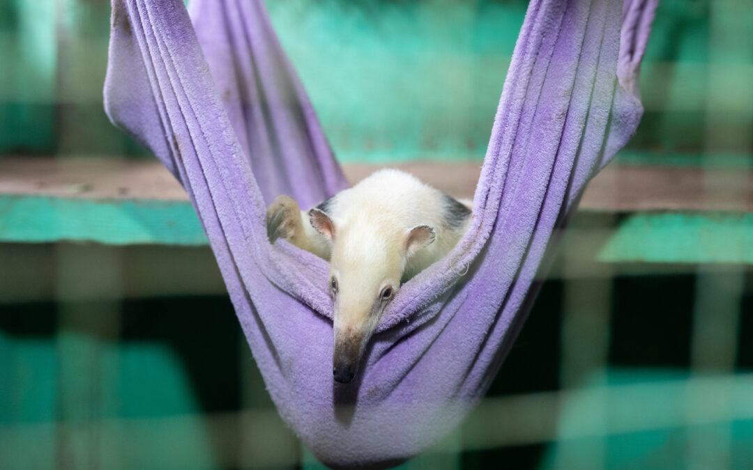 MiniZoo de Canoas pede doações de lençóis, toalhas e cobertores