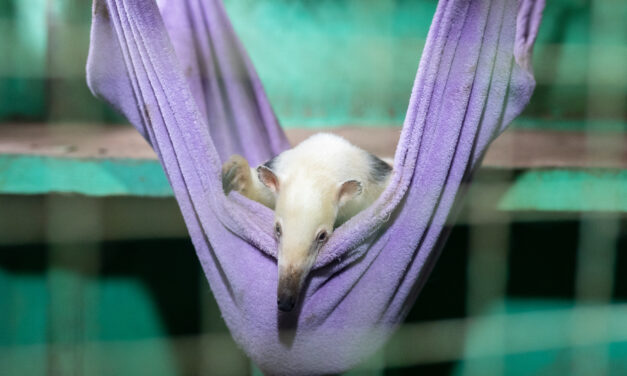 MiniZoo de Canoas pede doações de lençóis, toalhas e cobertores