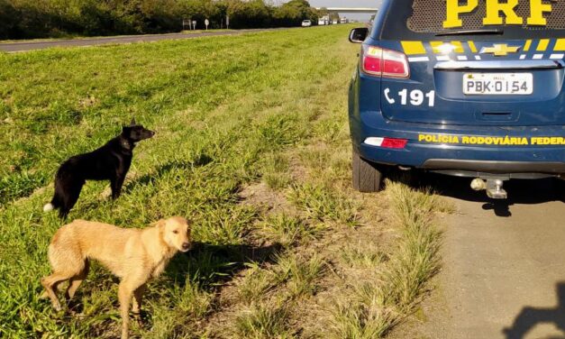 Polícia Rodoviária Federal resgata cachorros em risco na rodovia