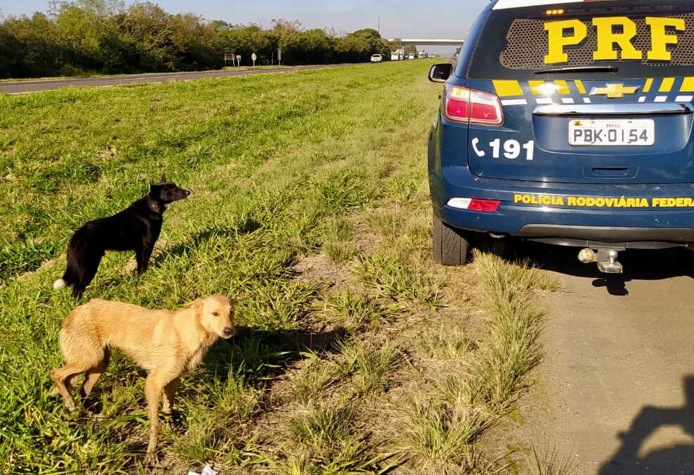 Polícia Rodoviária Federal resgata cachorros em risco na rodovia