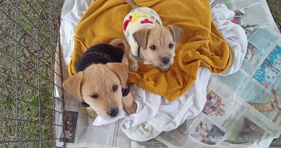Segunda edição da Feira de Adoção de Cães e Gatos de Cachoeirinha acontecerá em julho