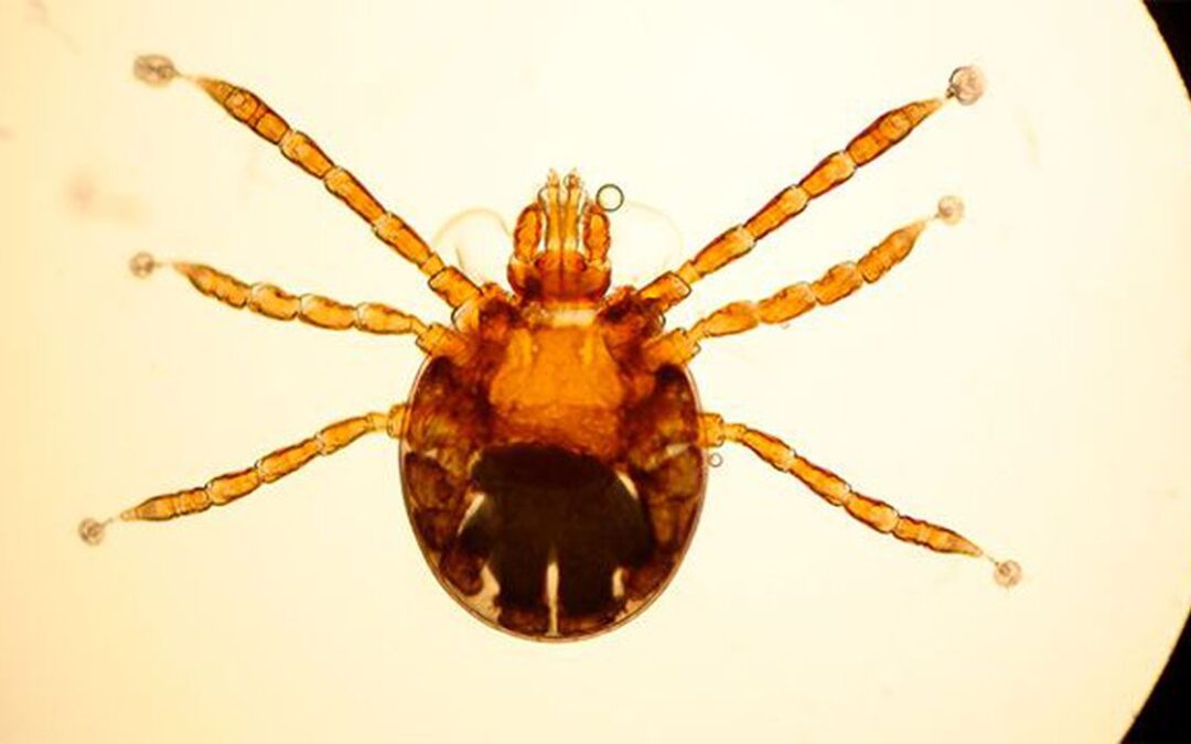 Febre maculosa: entenda riscos e como se proteger da doença transmitida por carrapato