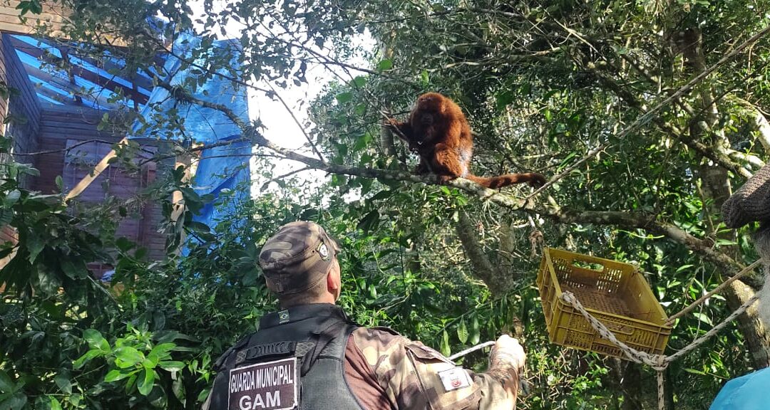 Grupamento Ambiental resgata bugio ferido por cães na região da Cavalhada