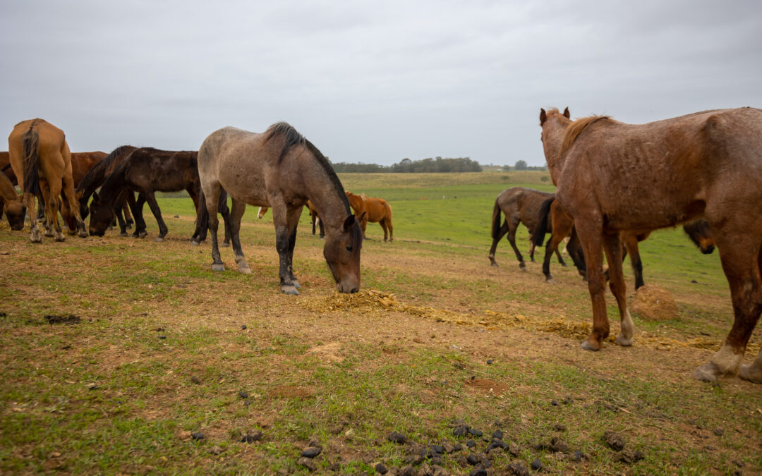 Mais de 80 cavalos resgatados das ruas de Canoas esperam por adoção
