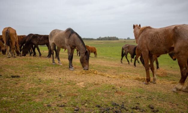 Mais de 80 cavalos resgatados das ruas de Canoas esperam por adoção