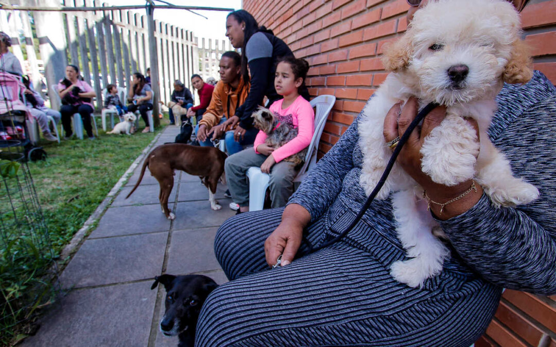 Porto Alegre tem novo cadastro para castração animal