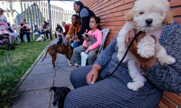 Porto Alegre tem novo cadastro para castração animal
