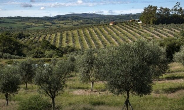 Produção de azeite de oliva cresce 29% no Estado