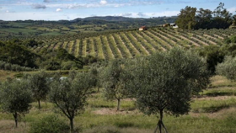 Produção de azeite de oliva cresce 29% no Estado