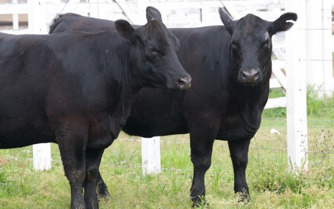 Pecuária brasileira alcança recordes em produção e criação de animais