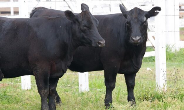 Expointer 2023 totaliza a inscrição de 4.275 animais de argola e rústicos