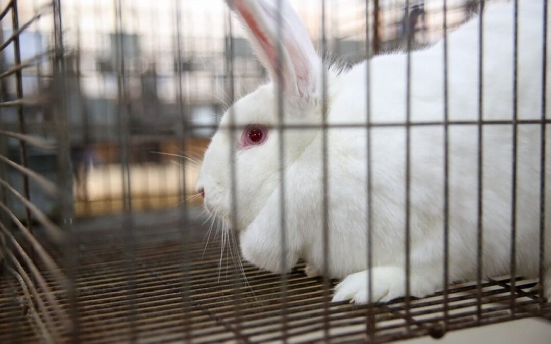 Fofura do pavilhão de pequenos animais promete roubar a cena na Expointer 2023