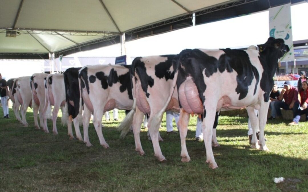 Animais começam a chegar ao Parque de Exposições Assis Brasil na segunda