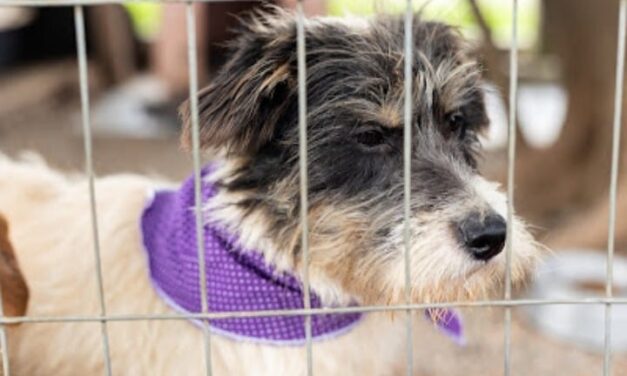 Feira de Adoção em Canoas deu novo lar para 7 animais