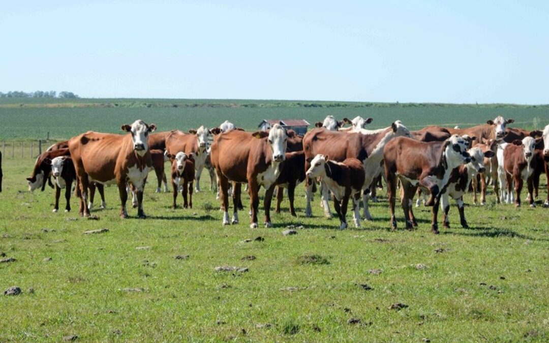 Edição 2023 da Expointer tem destaque para bovinos, zebuínos e bubalinos