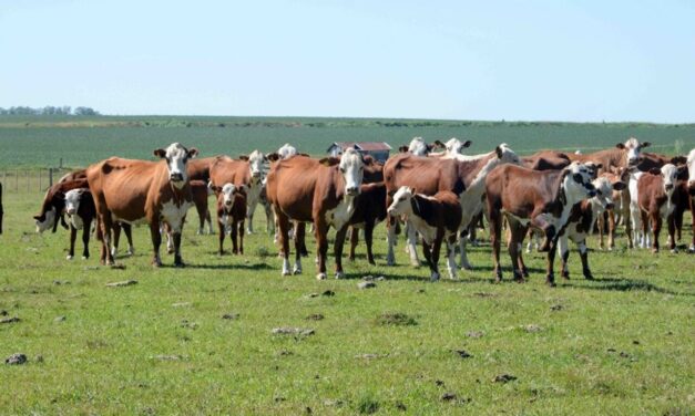 Edição 2023 da Expointer tem destaque para bovinos, zebuínos e bubalinos