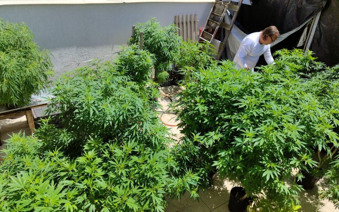 Especialistas discutem formas de melhorar acesso à cannabis medicinal