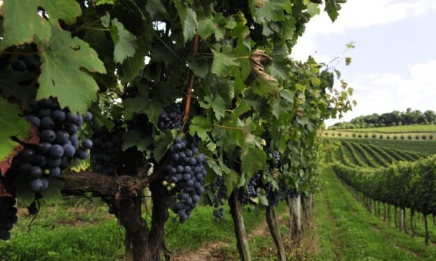 Comissão de Turismo debate a criação da zona franca da uva e do vinho