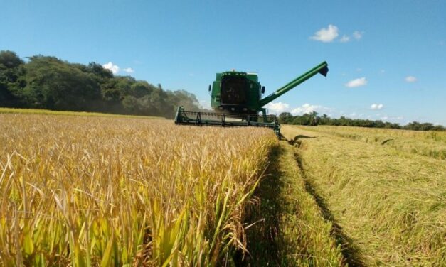 Rio Grande do Sul cai no ranking de produção de arroz devido à estiagem