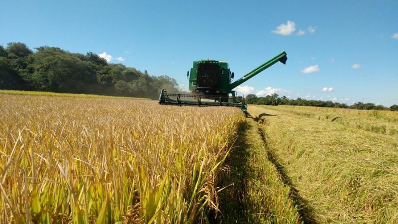 Rio Grande do Sul cai no ranking de produção de arroz devido à estiagem