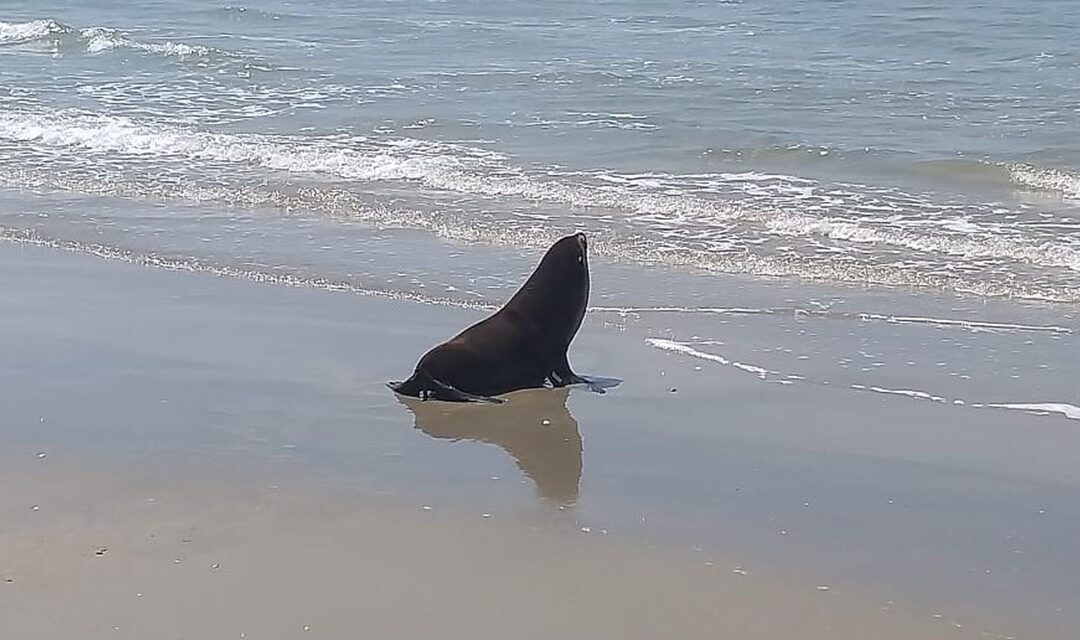 Influenza H5N1 é confirmada em animais marinhos na praia do Hermenegildo