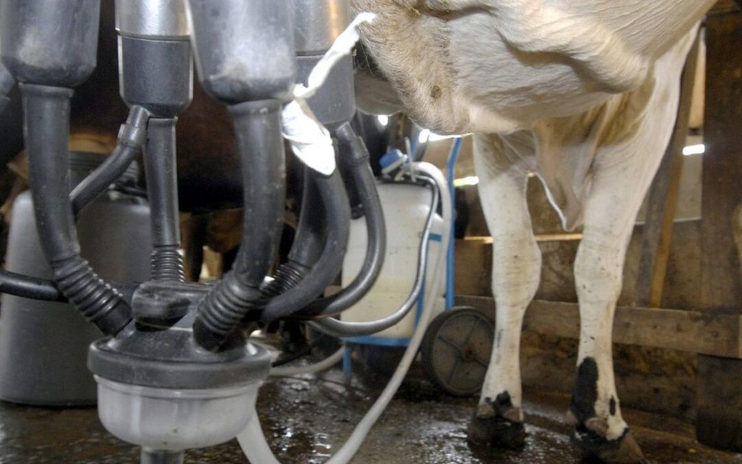 Impactos da importação de leite na produção nacional será discutido na Câmara dos Deputados