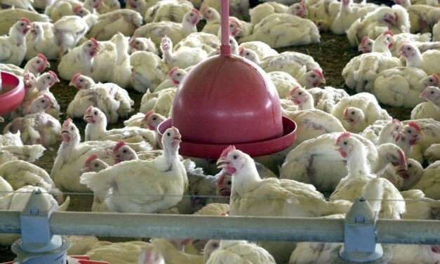 Carne de frango brasileira terá acesso ao mercado argelino: Negociações chegam a um acordo
