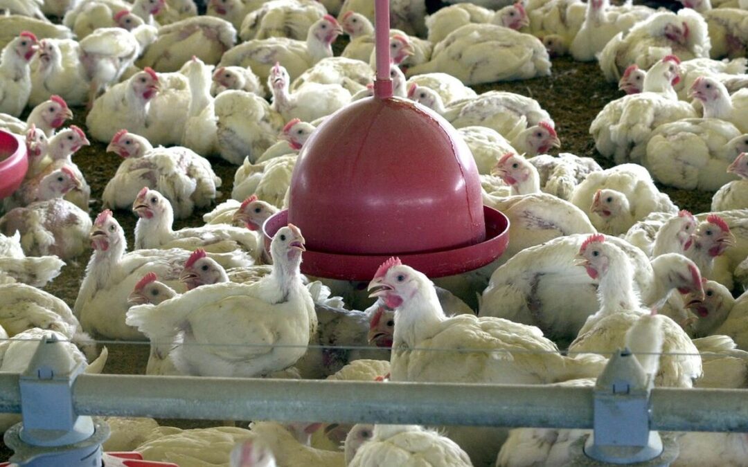 De acordo com o Itamaraty, carne de frango brasileira passa a fazer parte do mercado na Argélia