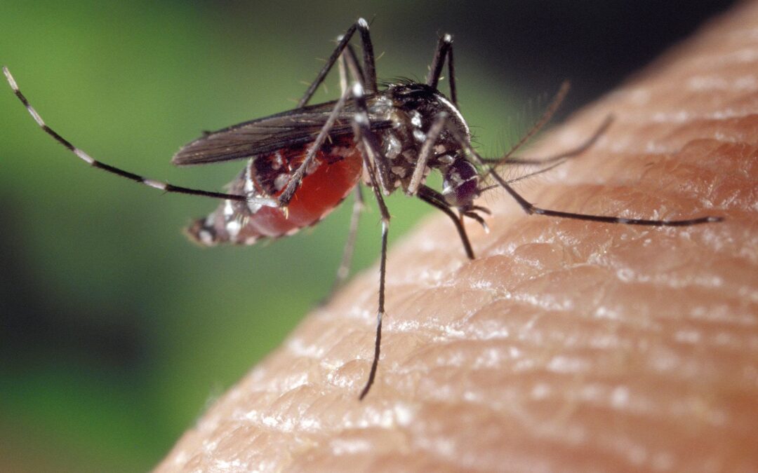 Brasil bate recorde de mortes por dengue em 2023