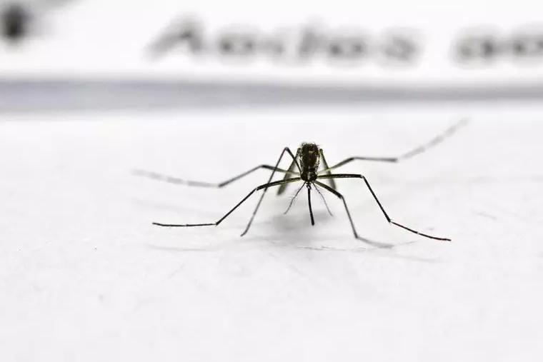 Rio Grande do Sul é excluído da lista de primeiras doses da vacina contra dengue