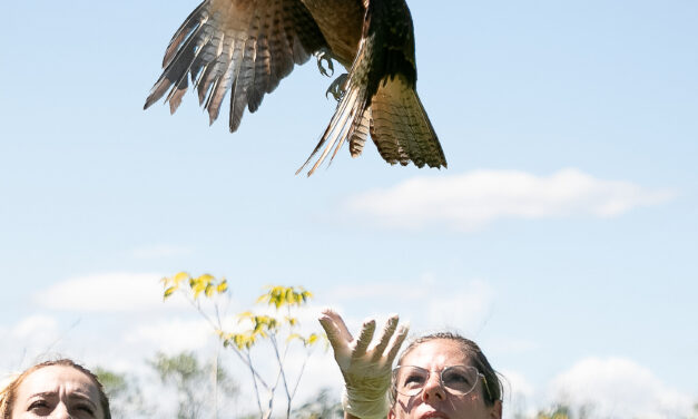 Gavião-chimango retorna ao seu habitat natural após receber cuidados do MiniZoo de Canoas