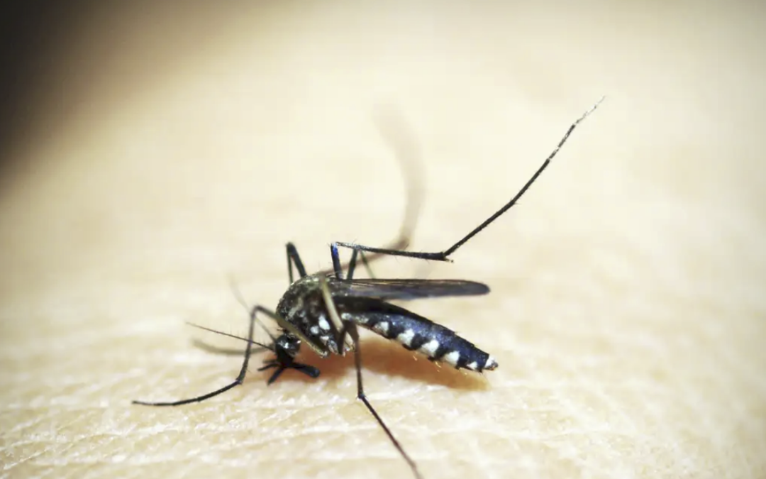 Cidade do Rio entra em situação de emergência devido a casos de dengue