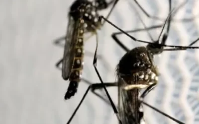 Governo do RS orienta para cuidado redobrado com casos de dengue após enchente no RS