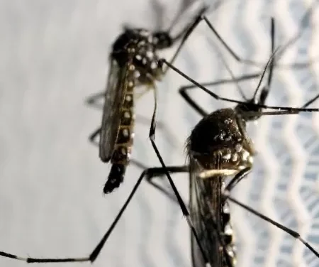 Governo do RS orienta para cuidado redobrado com casos de dengue após enchente no RS