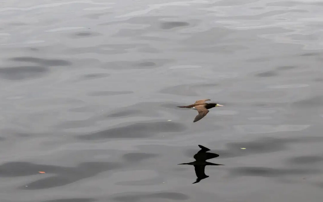 Gripe aviária é confirmada em laudo em ave silvestre encontrada em Rio Pardo